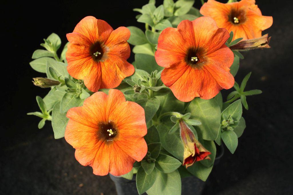 Petchoa Supercal Premium Cinnamon - View 10 from www redcrocus com