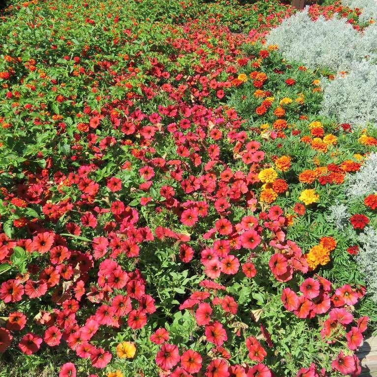 Petchoa Supercal Premium Cinnamon - View 11 from www redcrocus com