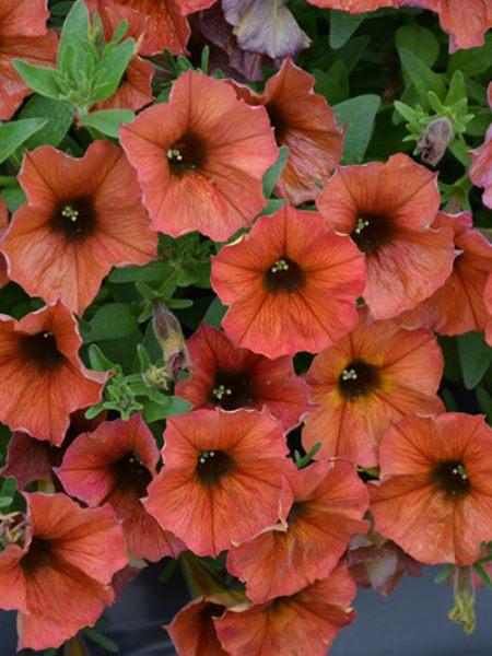 Petchoa Supercal Premium Cinnamon - View 12 from www redcrocus com