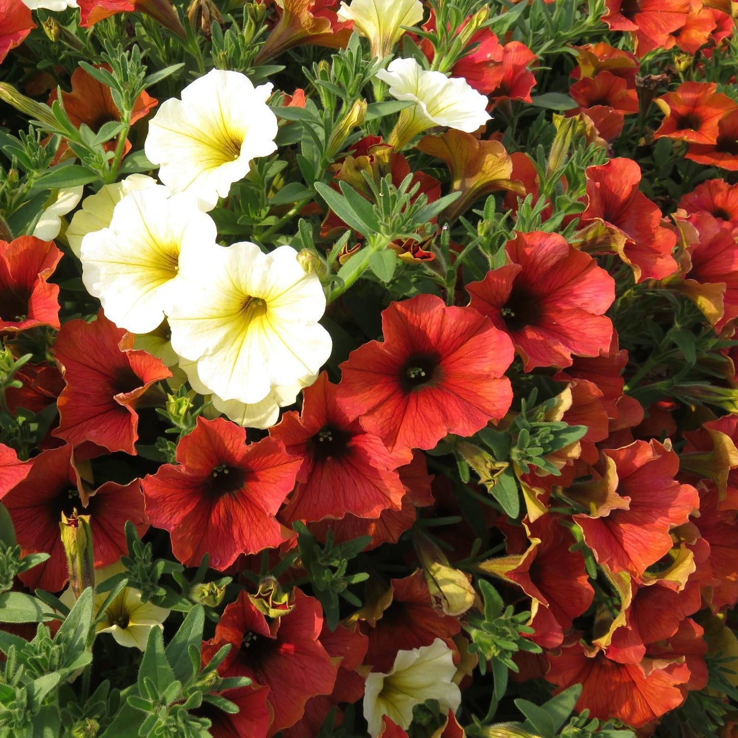 Petchoa Supercal Premium Cinnamon - View 13 from www redcrocus com