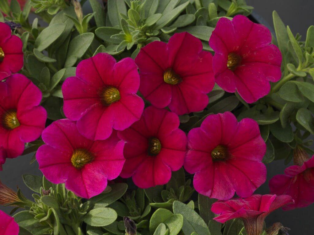 Petchoa Supercal Premium Cinnamon - View 14 from www redcrocus com