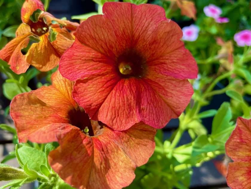 Petchoa Supercal Premium Cinnamon - View 15 from www redcrocus com