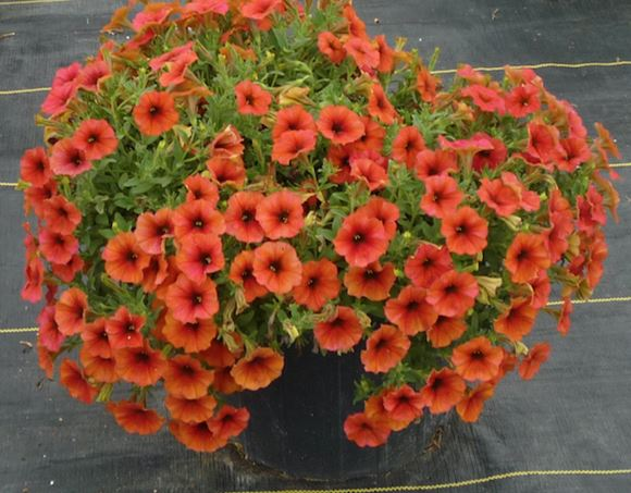 Petchoa Supercal Premium Cinnamon - View 2 from www redcrocus com