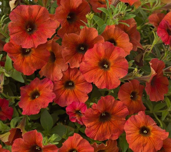 Petchoa Supercal Premium Cinnamon - View 4 from www redcrocus com