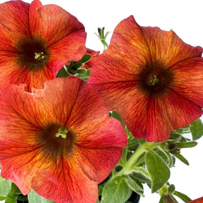 Petchoa Supercal Premium Cinnamon - View 7 from www redcrocus com