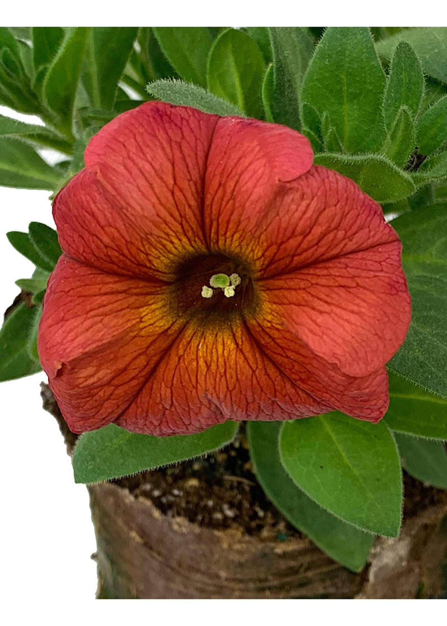 Petchoa Supercal Premium Cinnamon - View 8 from www redcrocus com