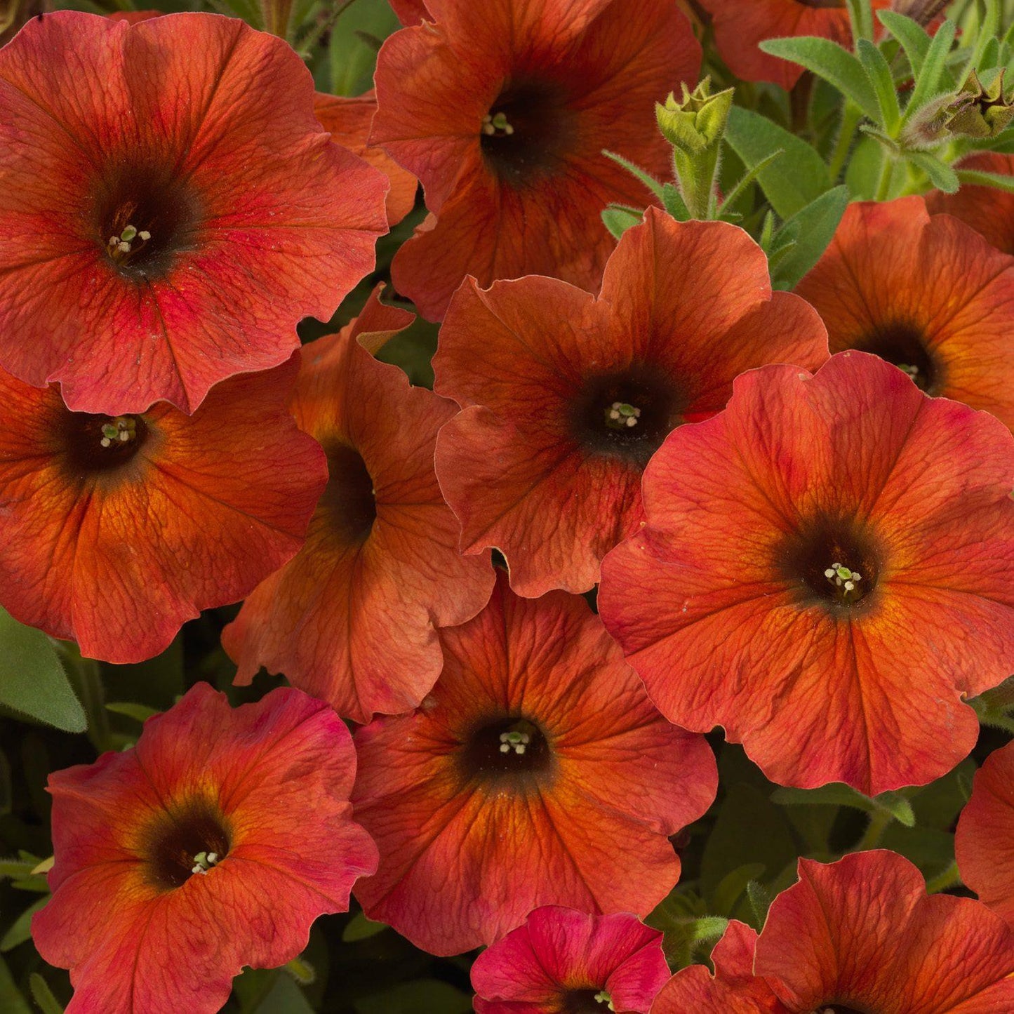 Petchoa Supercal Premium Cinnamon - View 9 from www redcrocus com