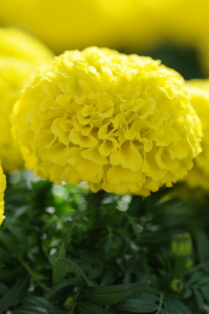 Marigold Taishan Yellow - View 10 from www redcrocus com