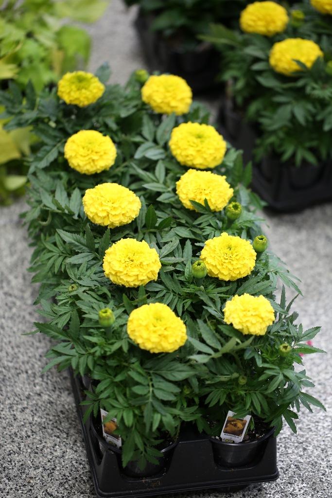 Marigold Taishan Yellow - View 11 from www redcrocus com