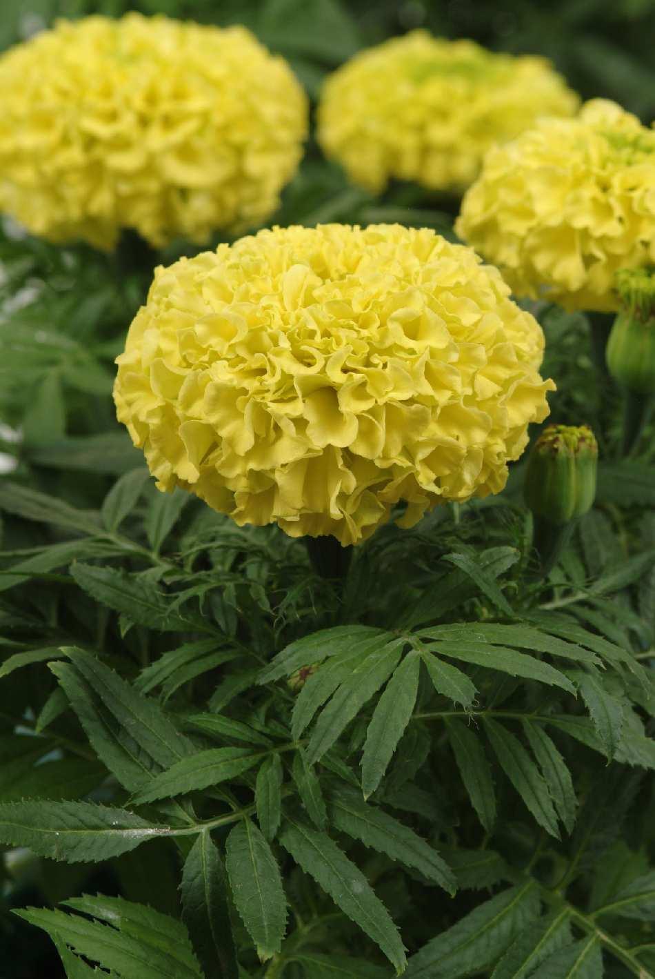 Marigold Taishan Yellow - View 13 from www redcrocus com