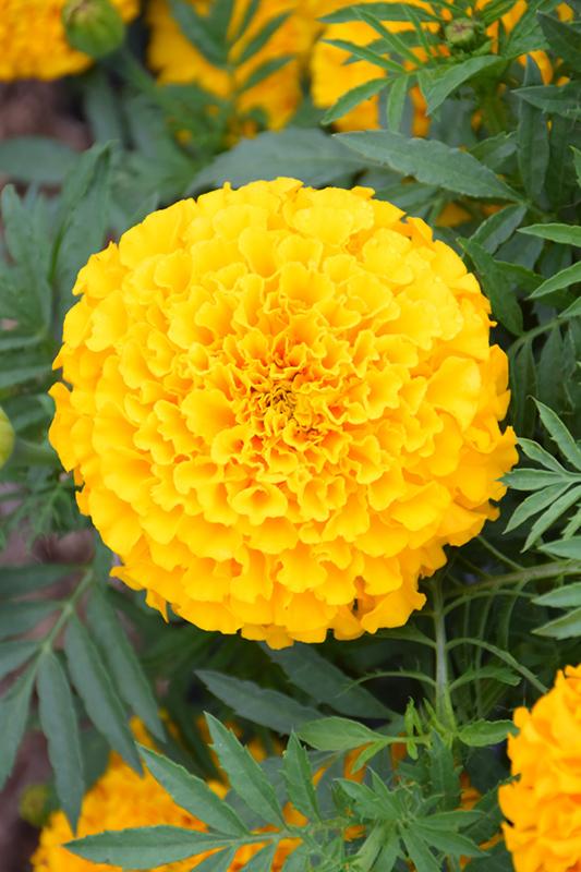 Marigold Taishan Yellow - View 14 from www redcrocus com