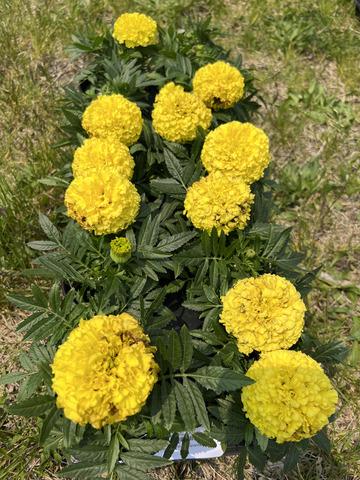 Marigold Taishan Yellow - View 15 from www redcrocus com