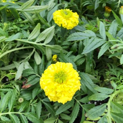 Marigold Taishan Yellow - View 16 from www redcrocus com