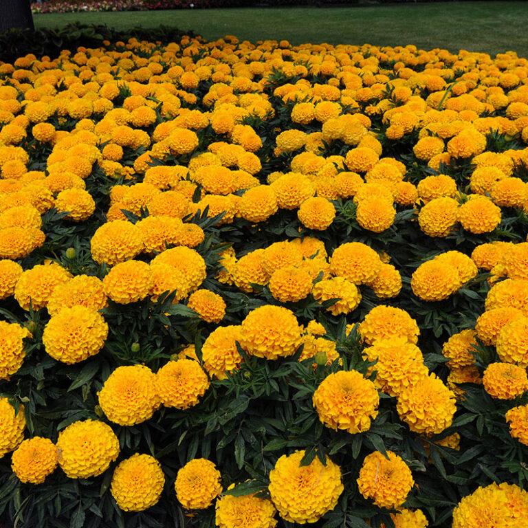 Marigold Taishan Yellow - View 17 from www redcrocus com