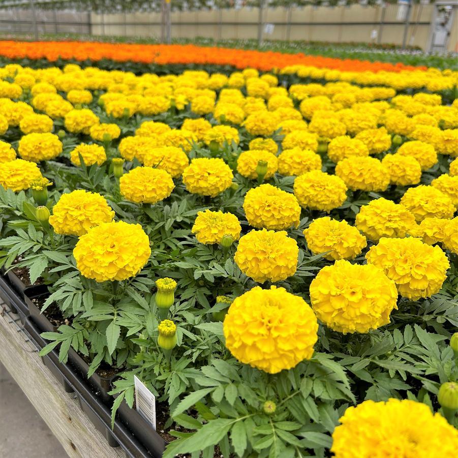 Marigold Taishan Yellow - View 2 from www redcrocus com