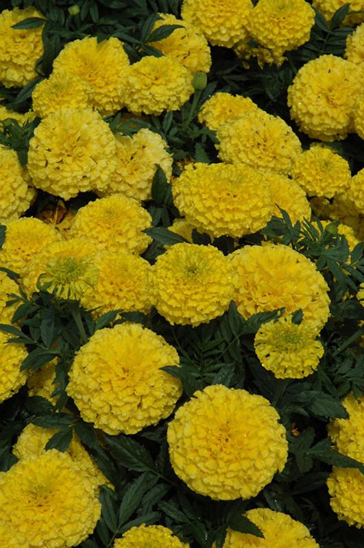 Marigold Taishan Yellow - View 3 from www redcrocus com