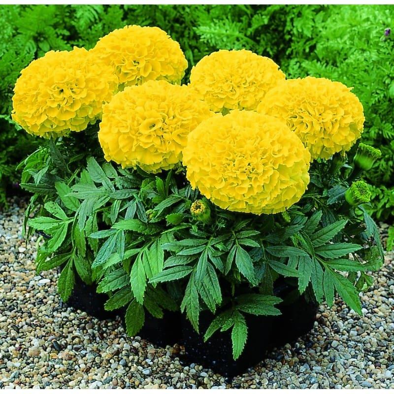 Marigold Taishan Yellow - View 4 from www redcrocus com