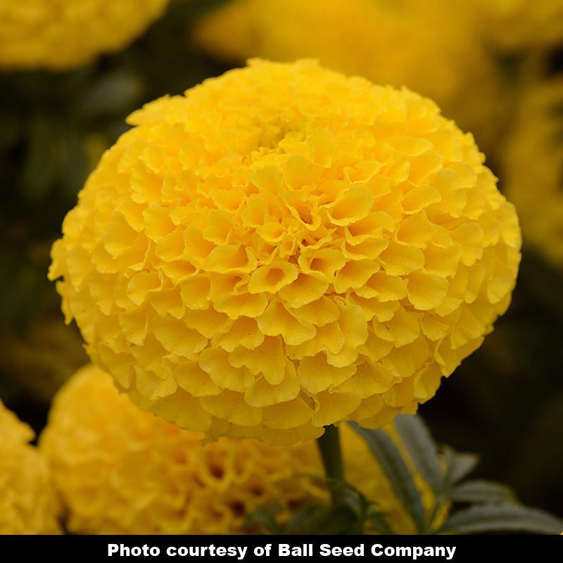 Marigold Taishan Yellow - View 7 from www redcrocus com