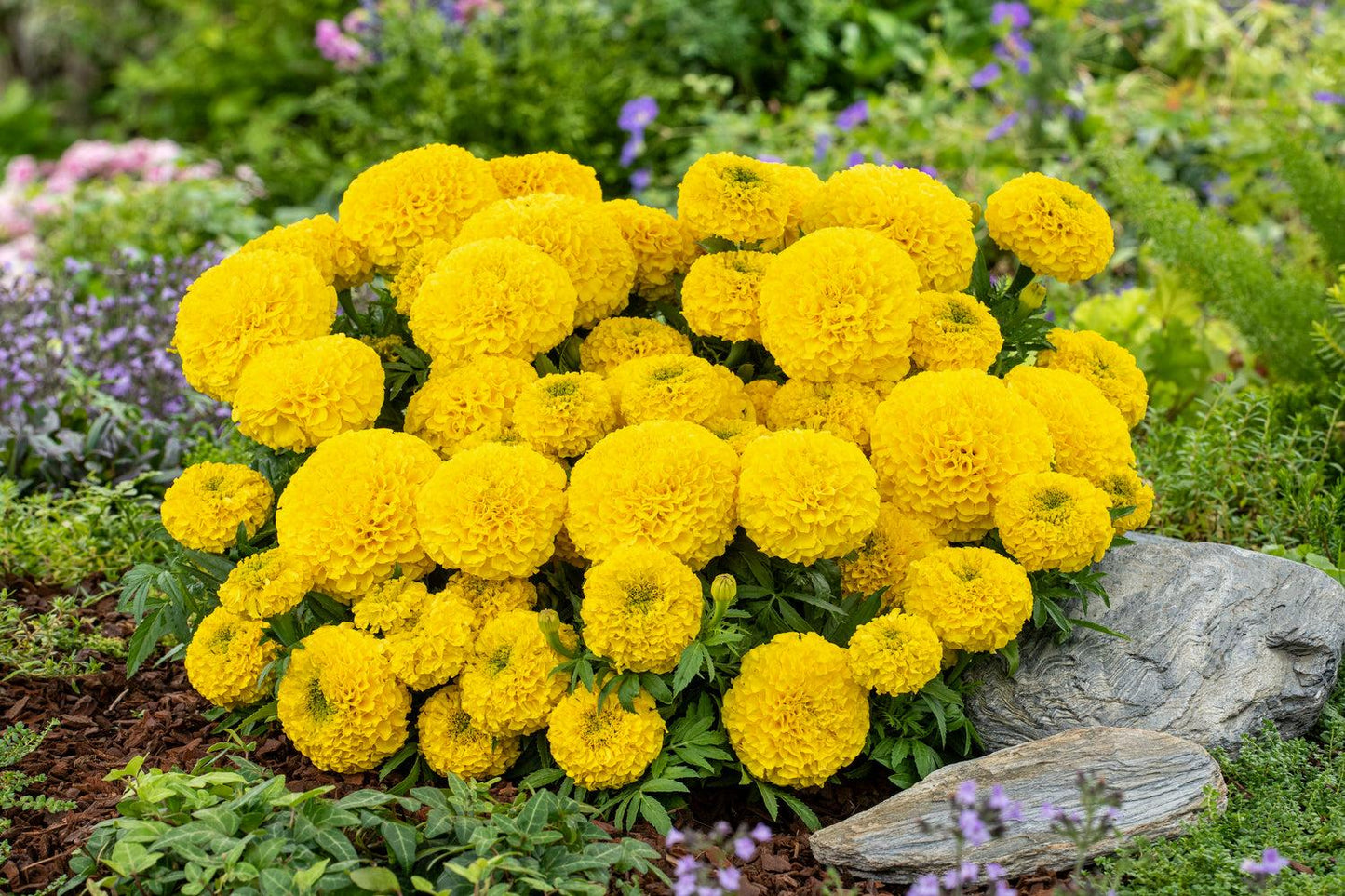 Marigold Taishan Yellow - View 8 from www redcrocus com