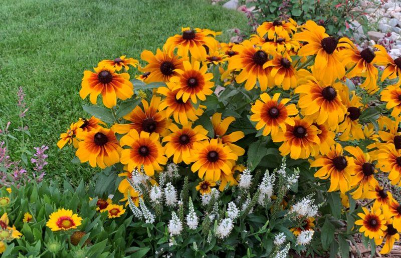 Rudbeckia Hirta Sunspot Gold - View 10 from www redcrocus com