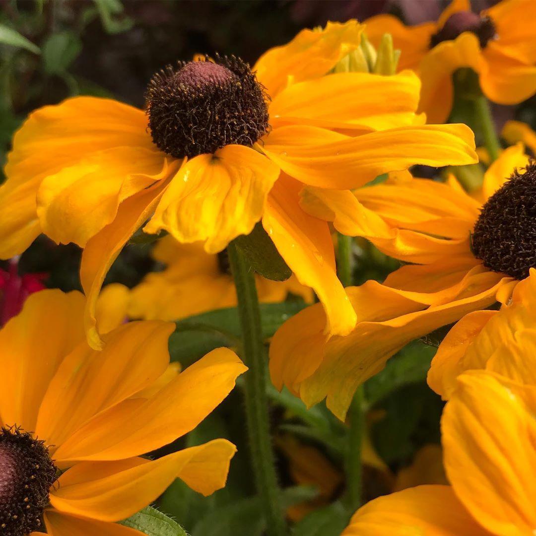 Rudbeckia Hirta Sunspot Gold - View 14 from www redcrocus com