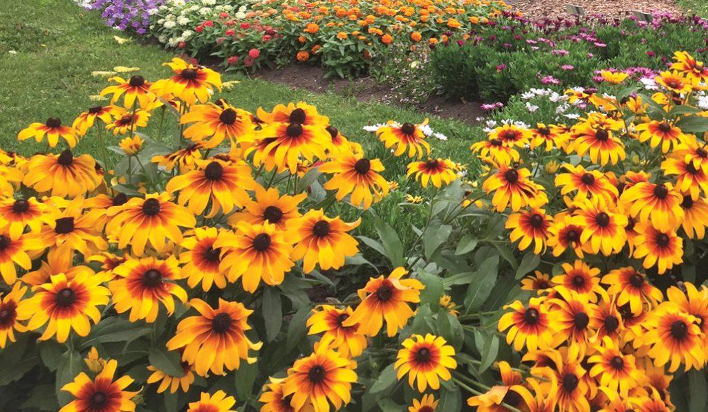 Rudbeckia Hirta Sunspot Gold - View 15 from www redcrocus com