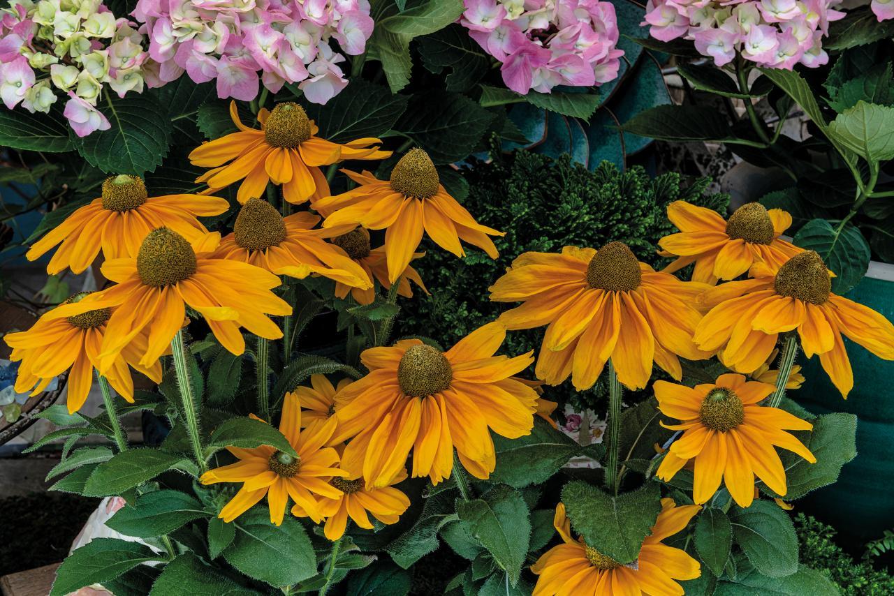 Rudbeckia Hirta Sunspot Gold - View 16 from www redcrocus com