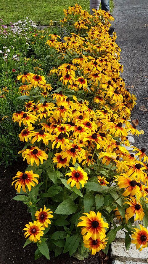 Rudbeckia Hirta Sunspot Gold - View 18 from www redcrocus com