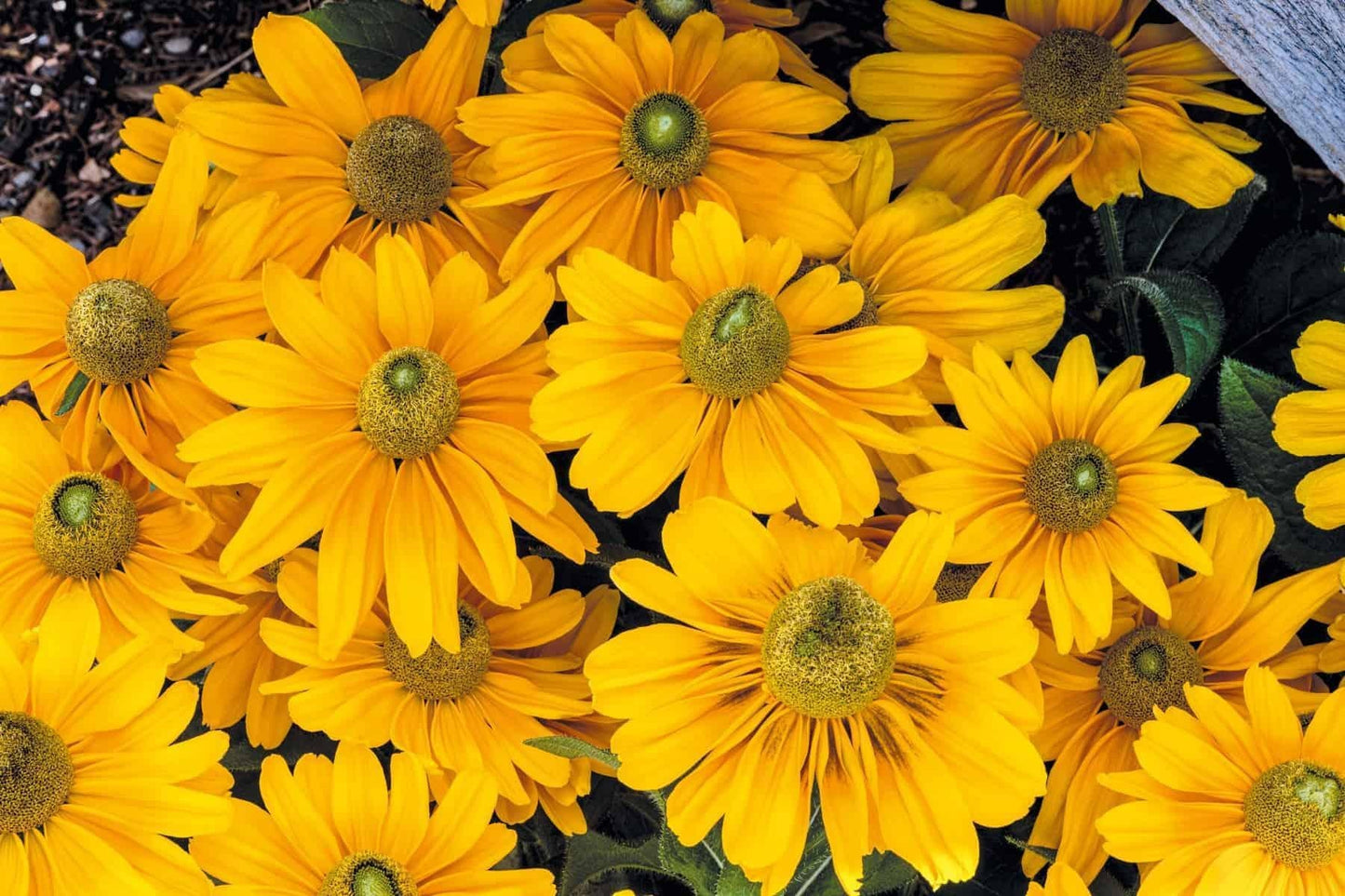 Rudbeckia Hirta Sunspot Gold - View 19 from www redcrocus com
