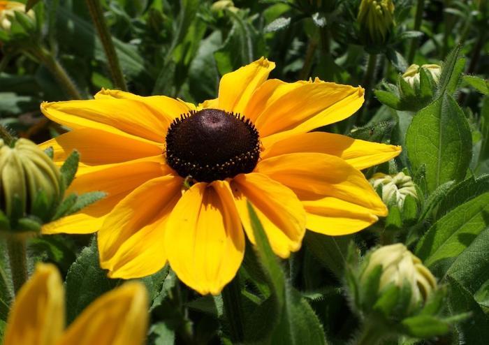 Rudbeckia Hirta Sunspot Gold - View 2 from www redcrocus com
