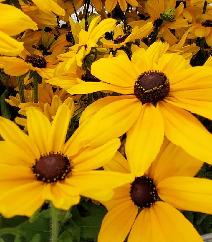 Rudbeckia Hirta Sunspot Gold - View 3 from www redcrocus com