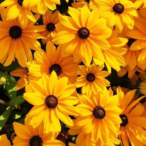 Rudbeckia Hirta Sunspot Gold - View 5 from www redcrocus com