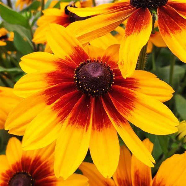 Rudbeckia Hirta Sunspot Gold - View 8 from www redcrocus com