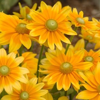 Rudbeckia Hirta Sunspot Gold - View 9 from www redcrocus com