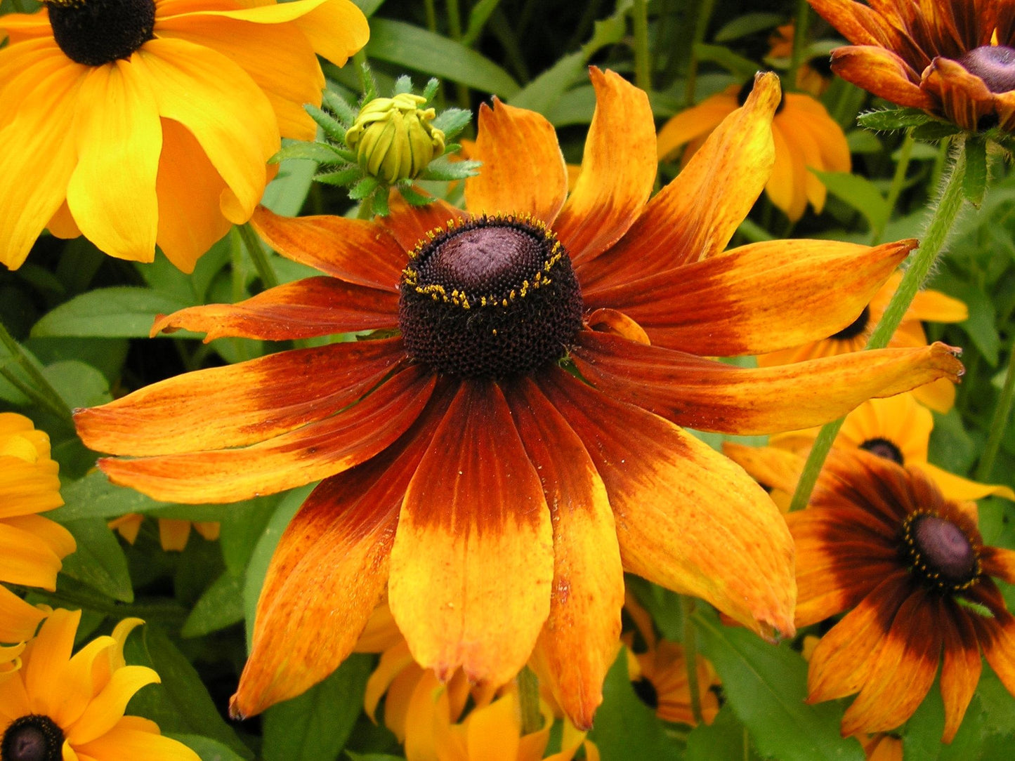 Rudbeckia Hirta Sunspot Yellow Bicolor - View 13 from www redcrocus com