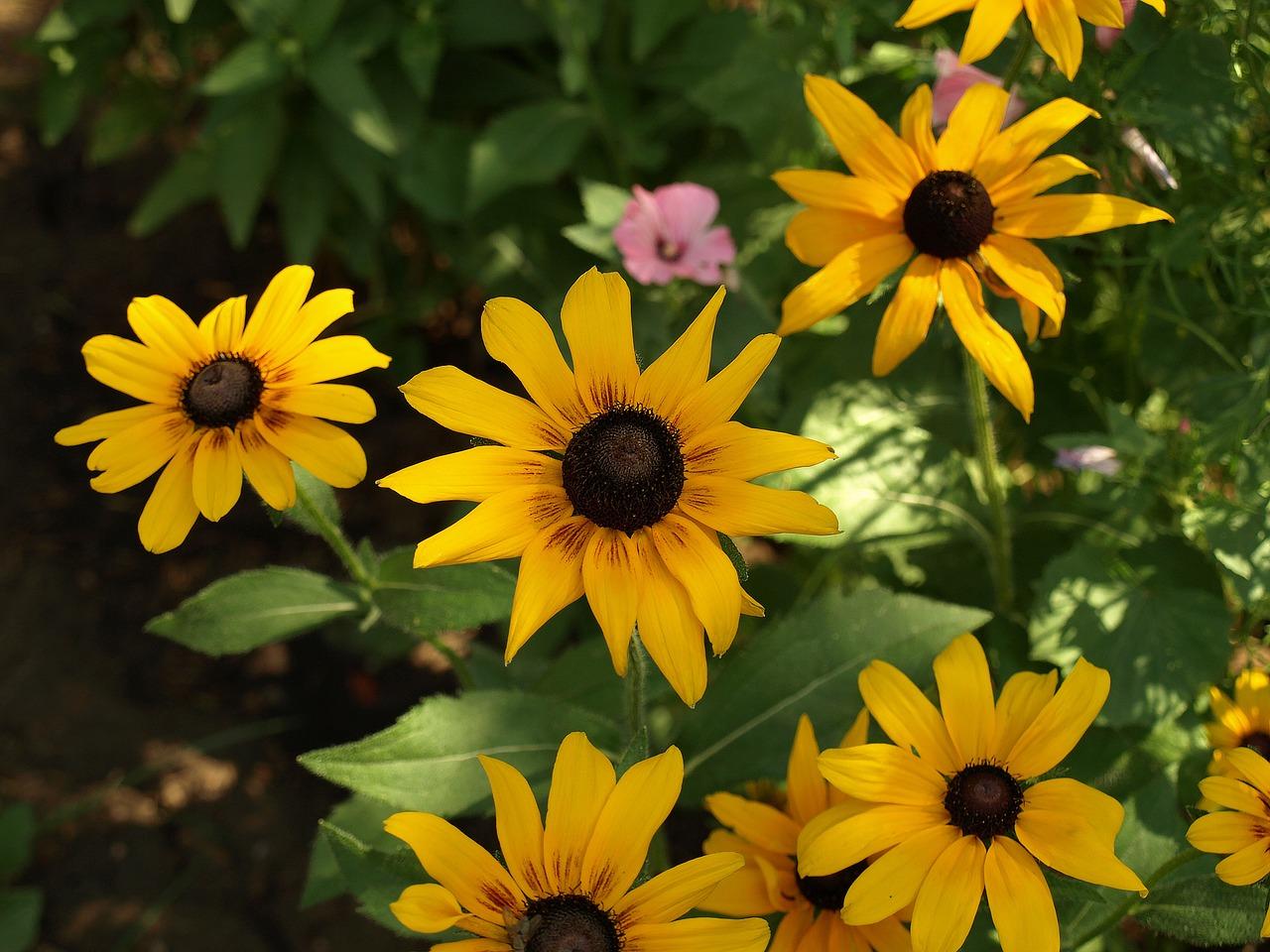 Rudbeckia Hirta Sunspot Yellow Bicolor - View 16 from www redcrocus com