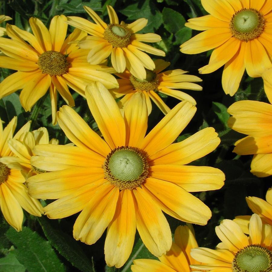 Rudbeckia Hirta Sunspot Yellow Bicolor - View 18 from www redcrocus com