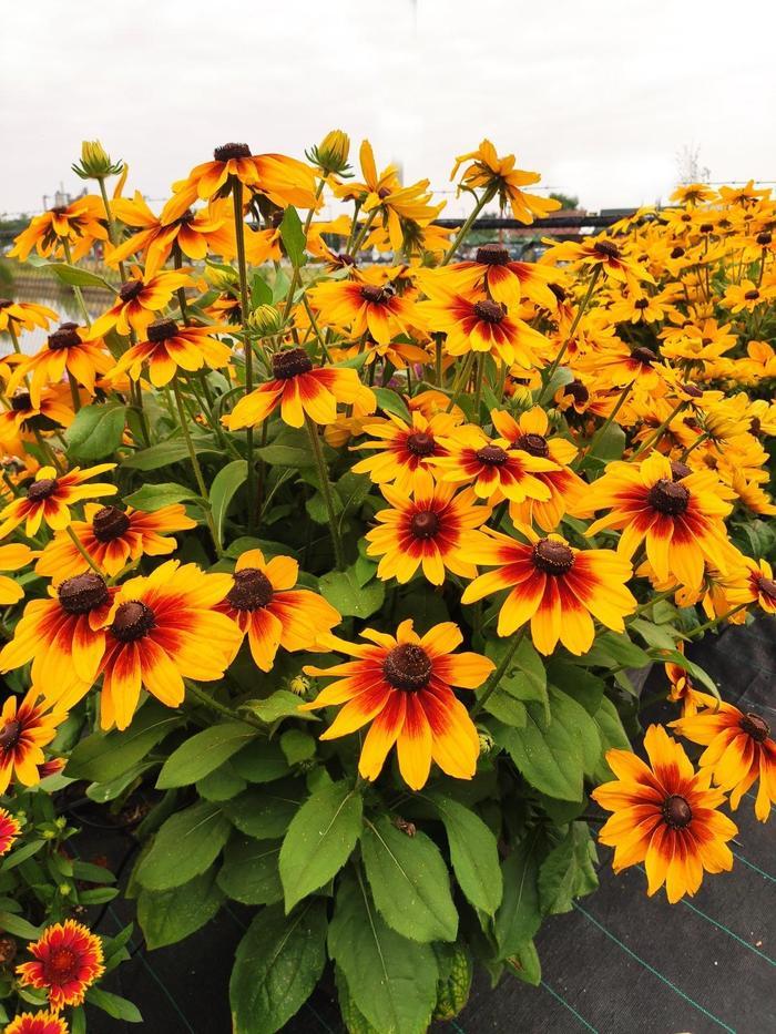 Rudbeckia Hirta Sunspot Yellow Bicolor - View 1 from www redcrocus com
