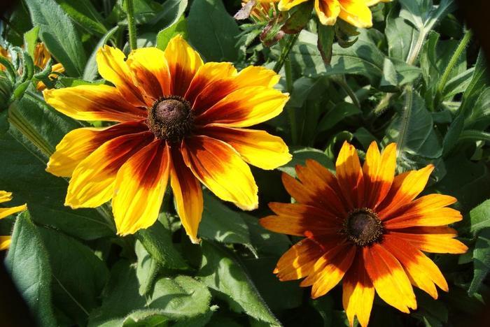 Rudbeckia Hirta Sunspot Yellow Bicolor - View 2 from www redcrocus com