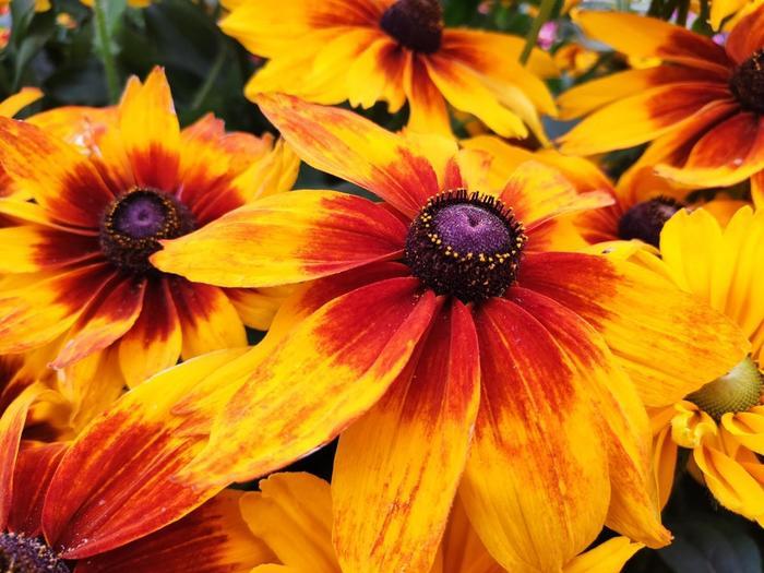 Rudbeckia Hirta Sunspot Yellow Bicolor - View 3 from www redcrocus com