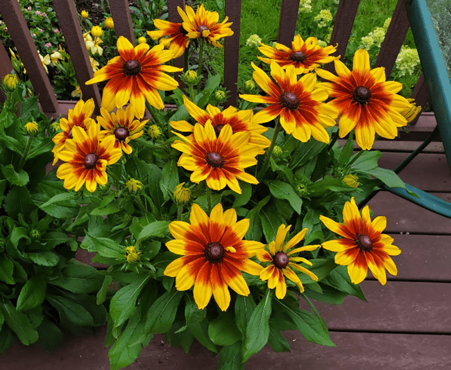 Rudbeckia Hirta Sunspot Yellow Bicolor - View 8 from www redcrocus com