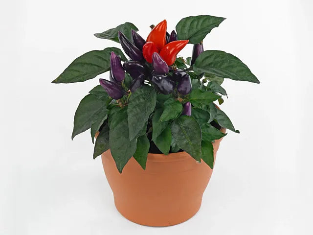 Pepper, Ornamental 'samba Red' - View 11 from www redcrocus com