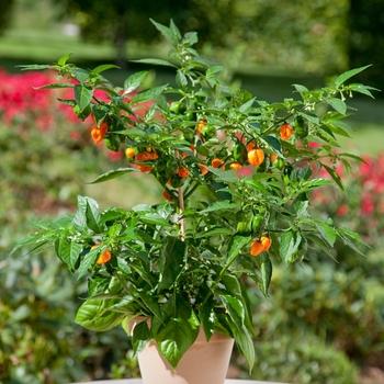 Pepper, Ornamental 'samba Red' - View 12 from www redcrocus com