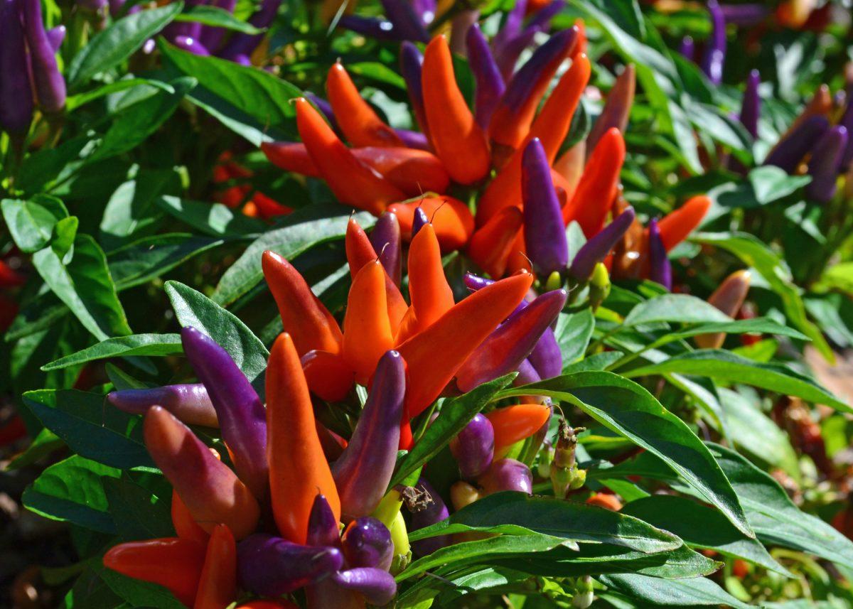 Pepper, Ornamental 'samba Red' - View 13 from www redcrocus com