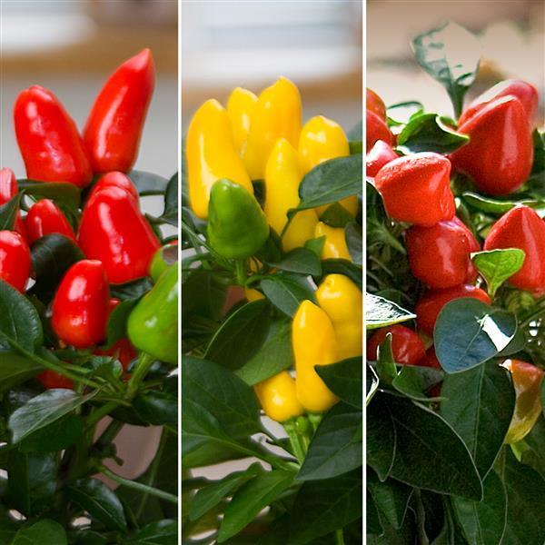 Pepper, Ornamental 'samba Red' - View 16 from www redcrocus com