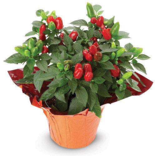 Pepper, Ornamental 'samba Red' - View 24 from www redcrocus com