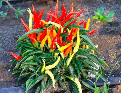 Pepper, Ornamental 'samba Red' - View 25 from www redcrocus com