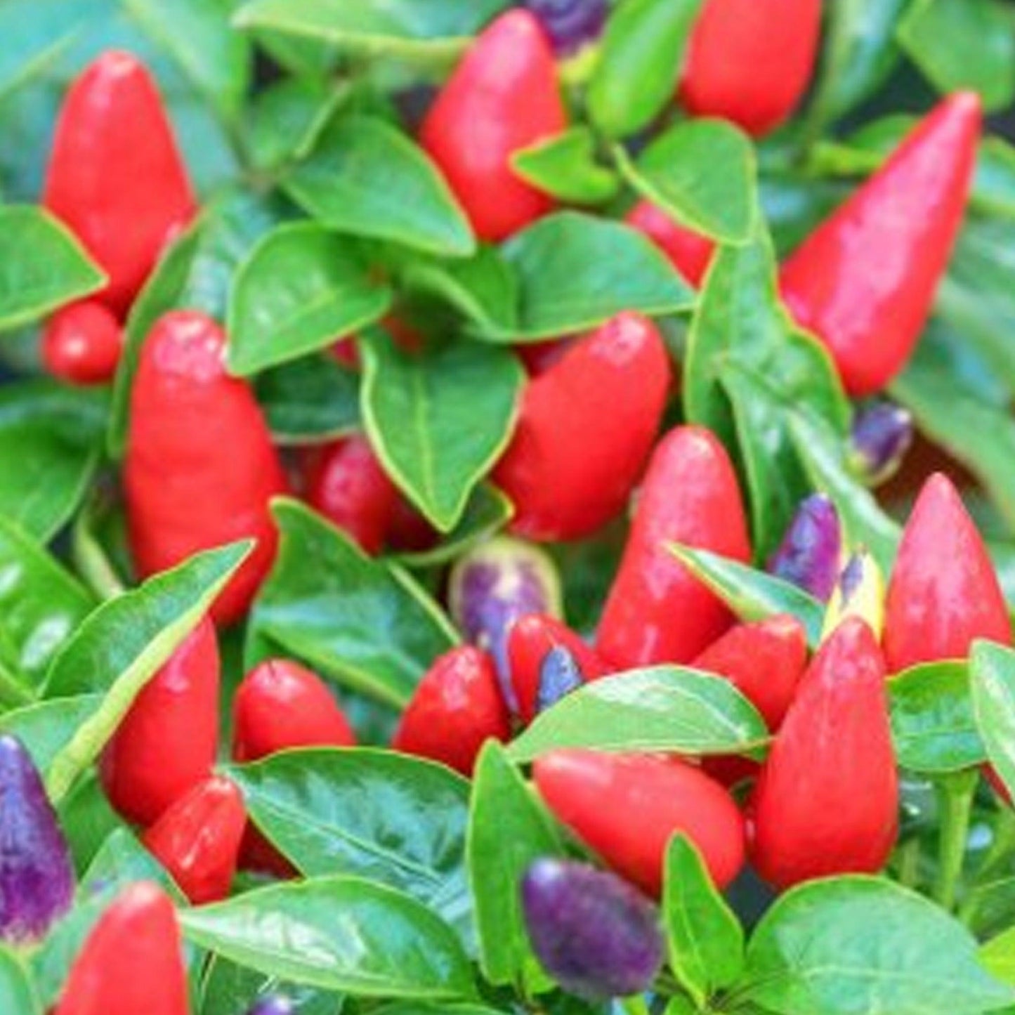 Pepper, Ornamental 'samba Red' - View 27 from www redcrocus com