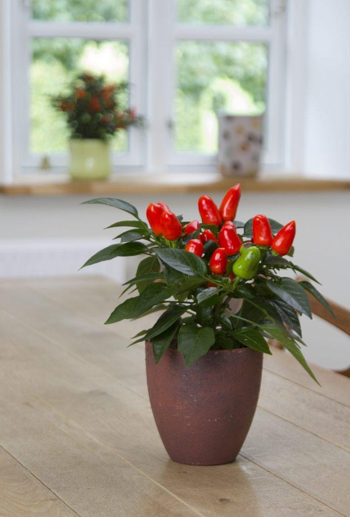 Pepper, Ornamental 'samba Red' - View 2 from www redcrocus com