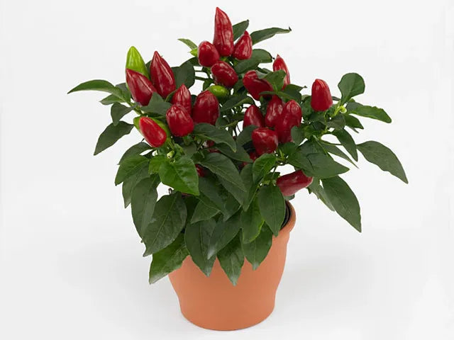 Pepper, Ornamental 'samba Red' - View 3 from www redcrocus com